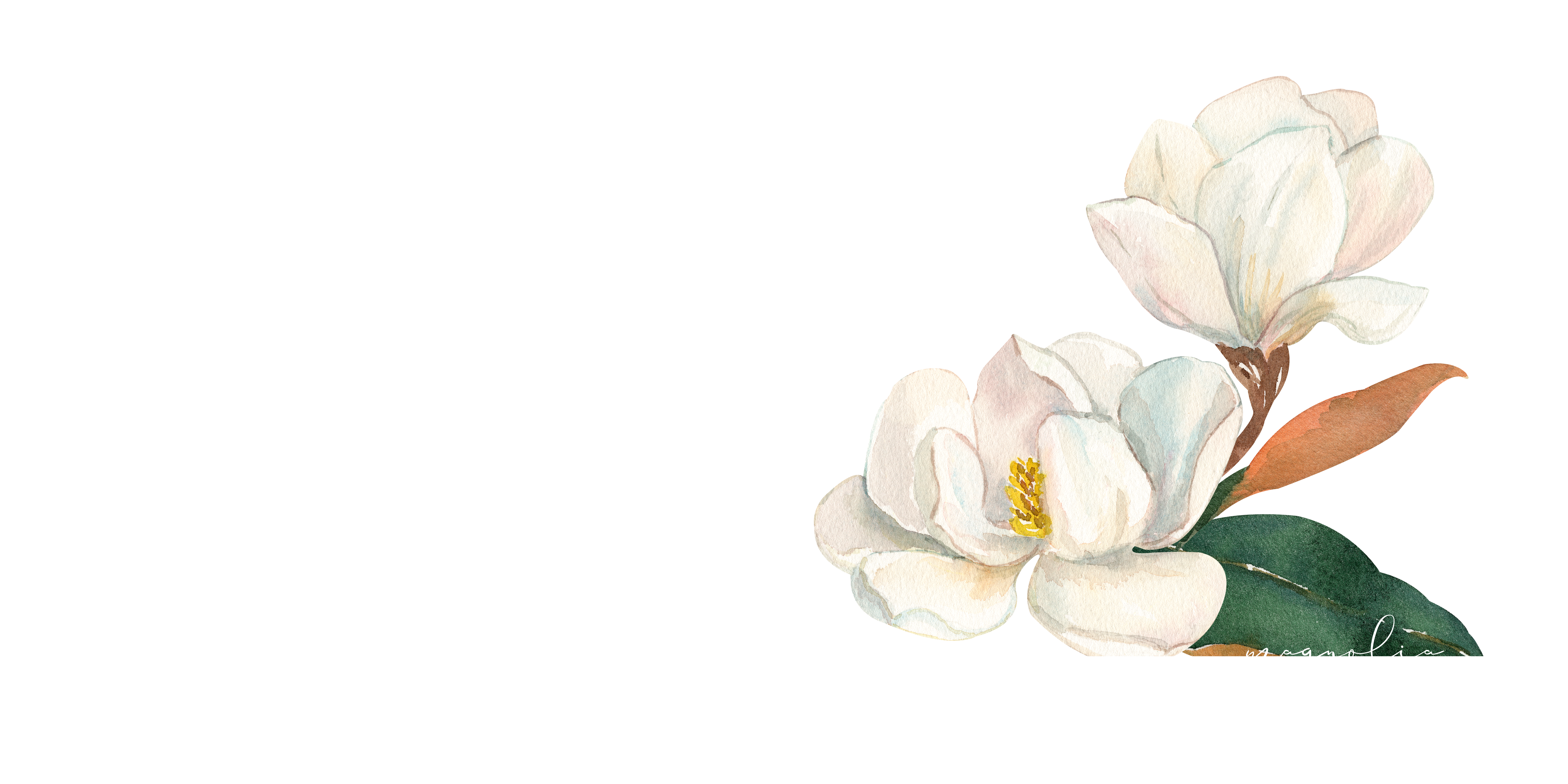 Magnolia flower illustration